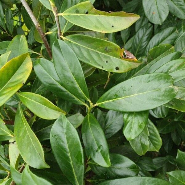 Prunus laurocerasus Blad