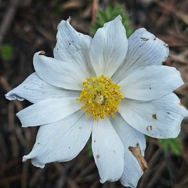 Anemonoides baldensis Flower