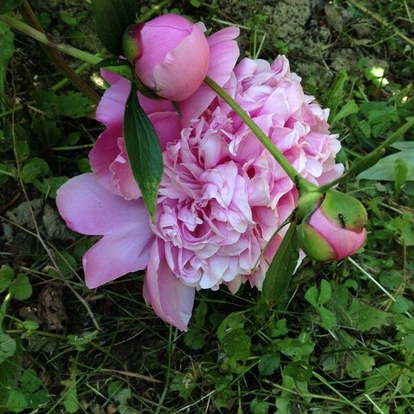 Paeonia officinalis Blomst