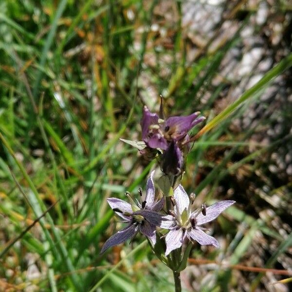 Swertia perennis Blüte