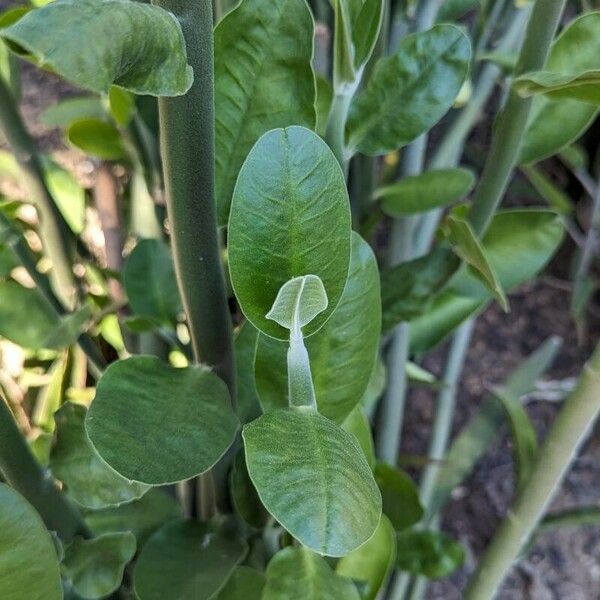 Euphorbia bracteata Leaf