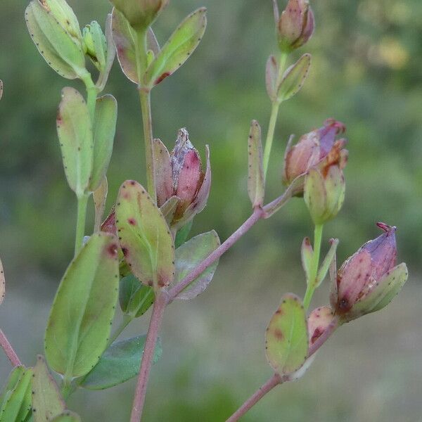 Hypericum humifusum 果實