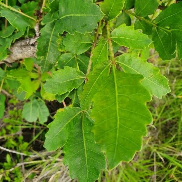 Sclerocarya birrea Leaf