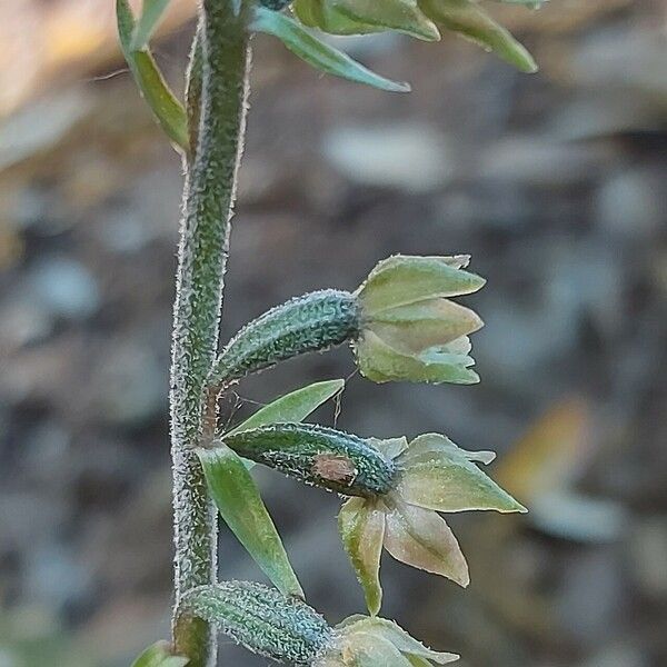 Epipactis microphylla Flower