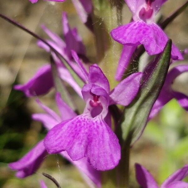 Dactylorhiza elata Fiore