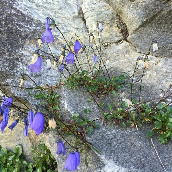 Campanula cochleariifolia Natur