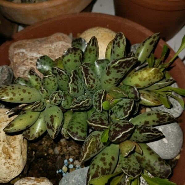 Adromischus cooperi Lapas