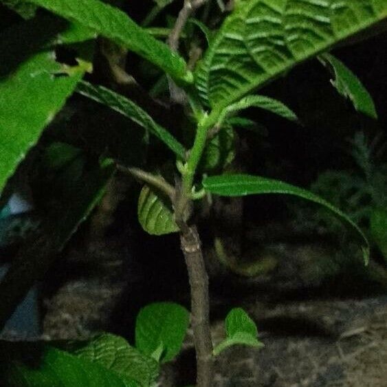 Ficus coronata Blad