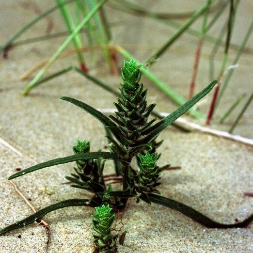 Corispermum pallasii Ostatní