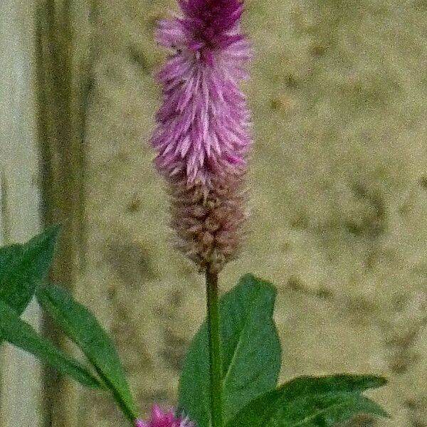 Celosia argentea ফুল