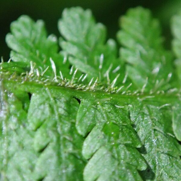 Deparia boryana Leaf