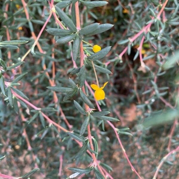 Berberis soulieana Flower