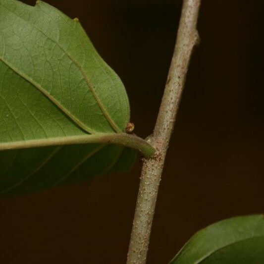 Banara guianensis Egyéb