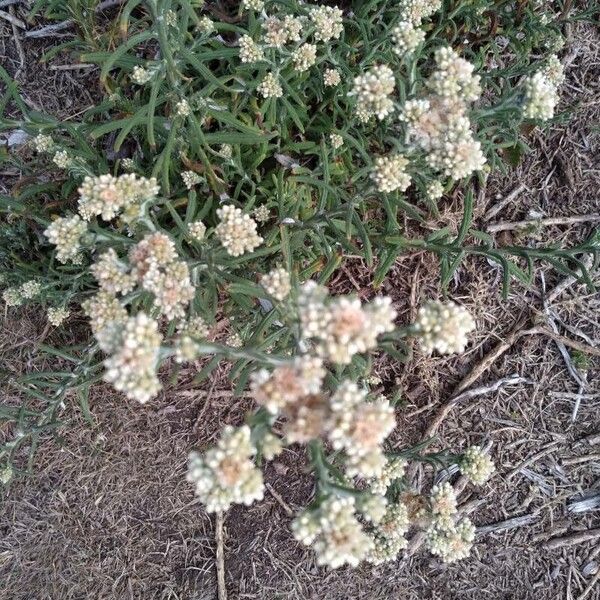 Pseudognaphalium undulatum Blomma