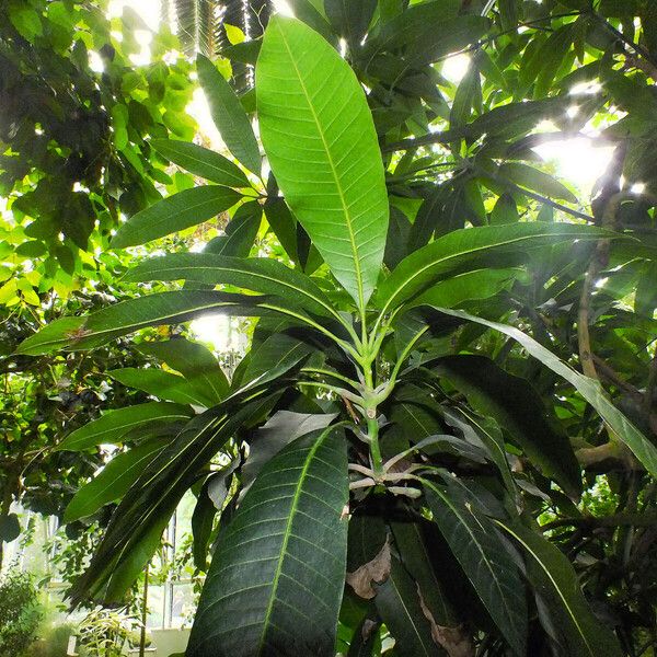 Mangifera indica Листок