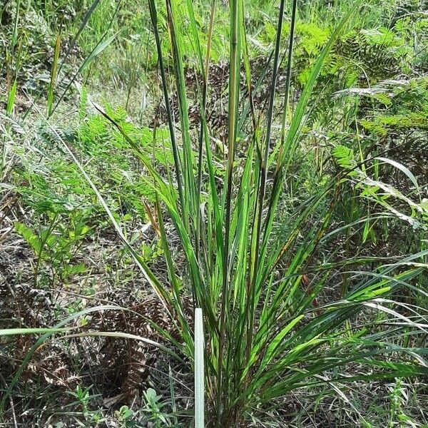 Paspalum urvillei Foglia