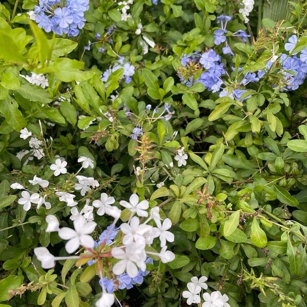 Plumbago auriculata Blomst