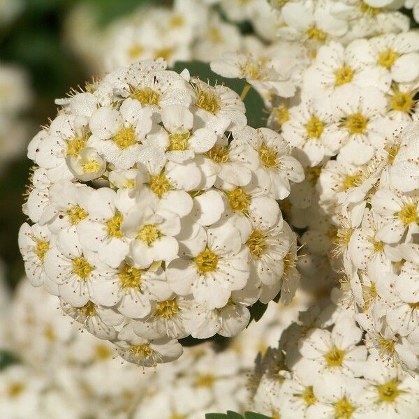 Spiraea chamaedryfolia Цветок