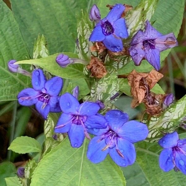 Eranthemum pulchellum Çiçek