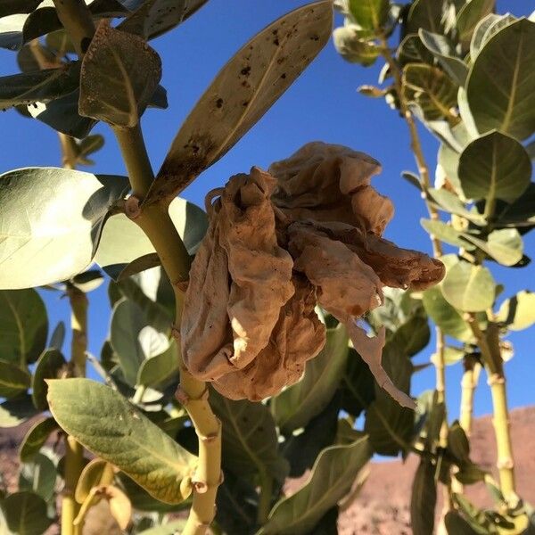 Calotropis procera Fruit