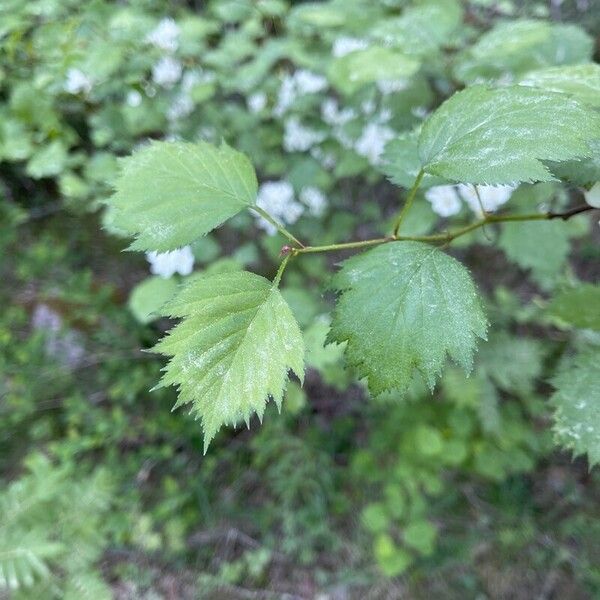 Crataegus submollis Levél