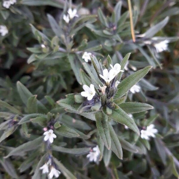 Buglossoides arvensis Blomst