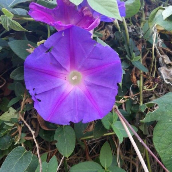 Ipomoea purpurea Λουλούδι