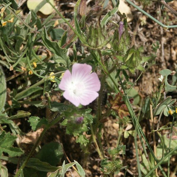 Malva setigera Blomma