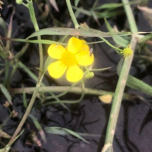 Ranunculus flammula Lorea