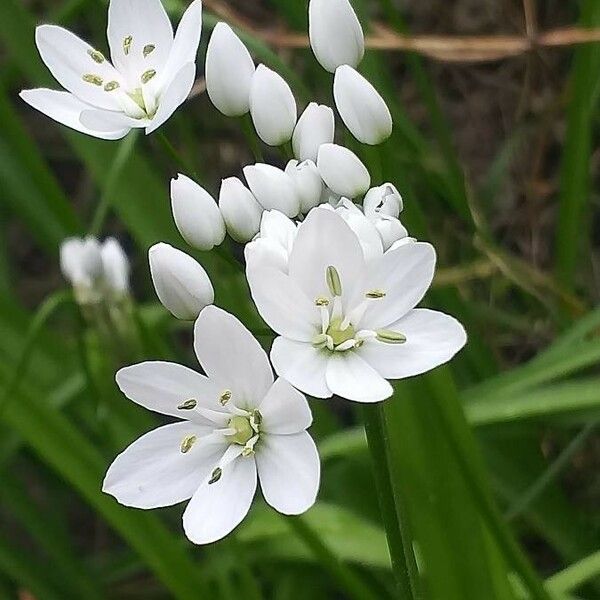 Allium polyanthum Кветка