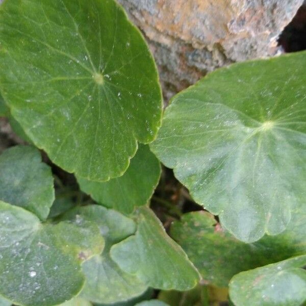 Hydrocotyle verticillata Folio