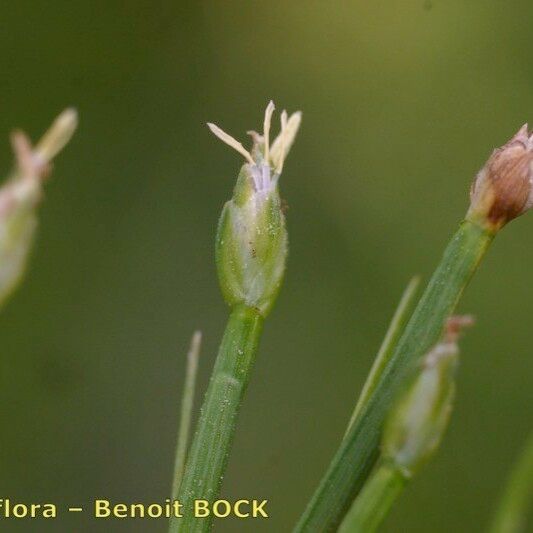 Isolepis fluitans Плід