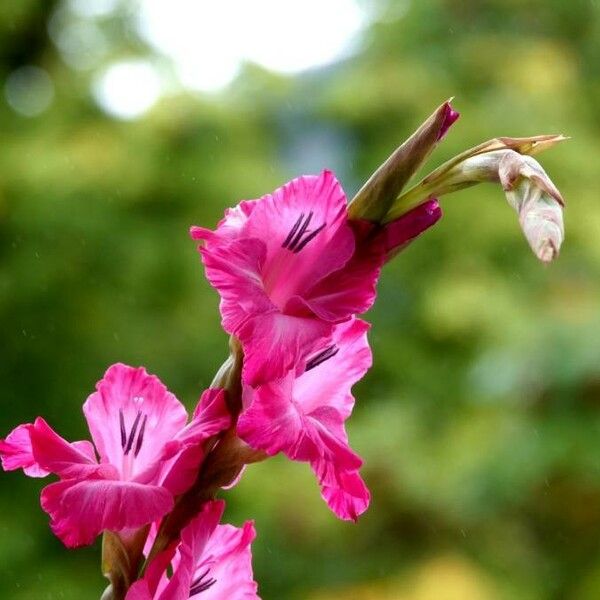 Gladiolus communis Kwiat