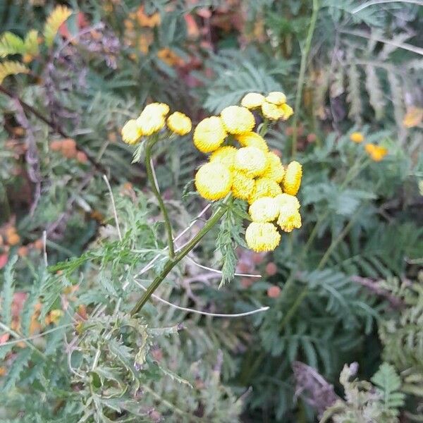 Tanacetum vulgare Συνήθη χαρακτηριστικά