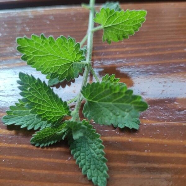 Nepeta cataria Leaf