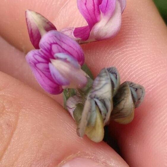 Lathyrus niger Květ