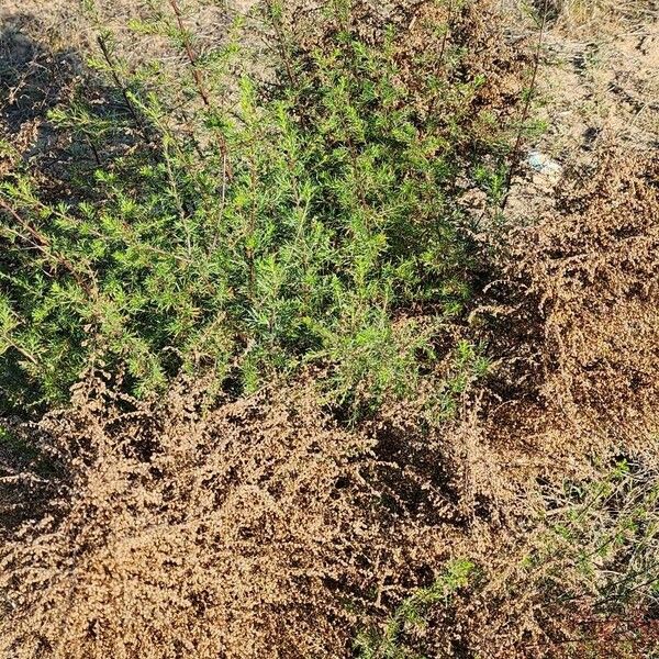Artemisia scoparia Pokrój