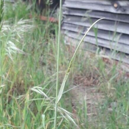 Bromus hordeaceus Leaf