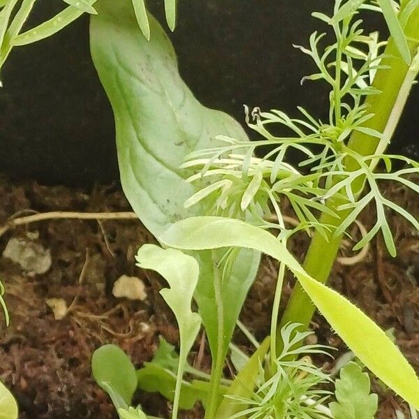 Gilia tricolor Leaf