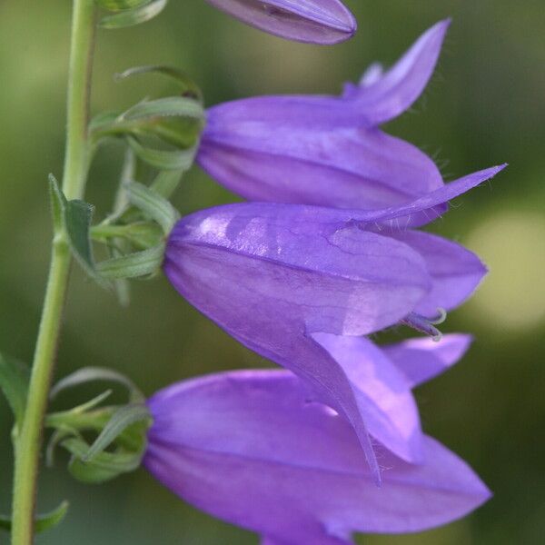 Campanula rapunculoides Bloem