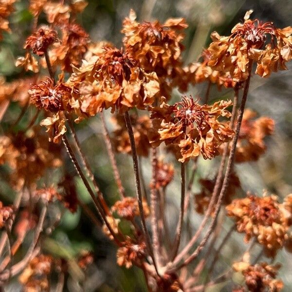 Eriogonum heracleoides Цвят