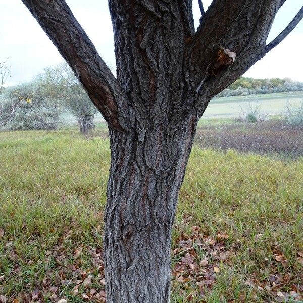 Populus nigra Kora