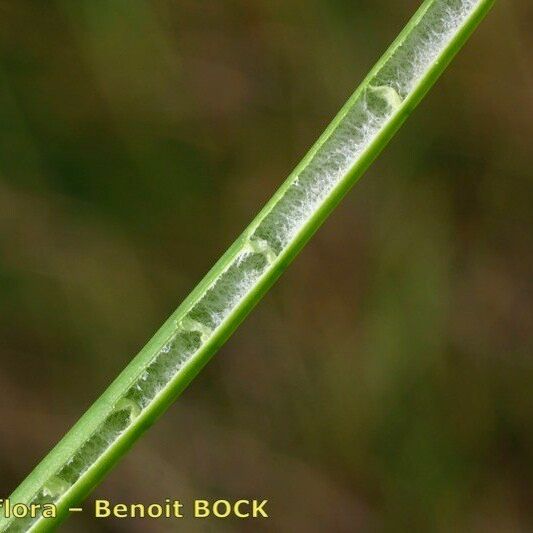 Juncus heterophyllus Kaarna