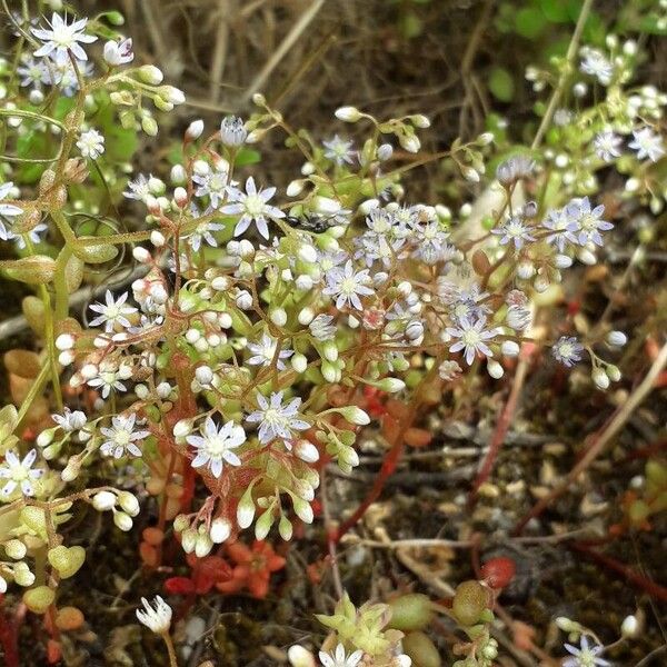 Sedum caeruleum Květ