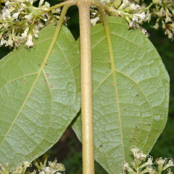 Mikania banisteriae 葉