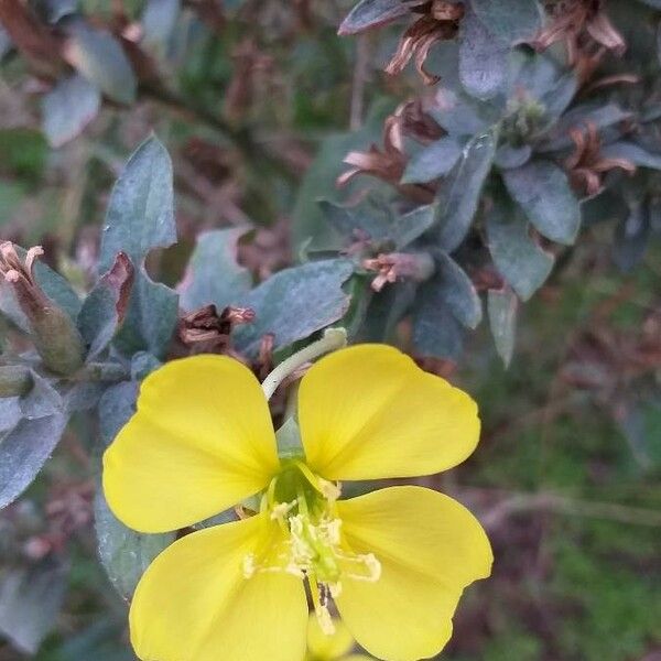 Oenothera × fallax Květ