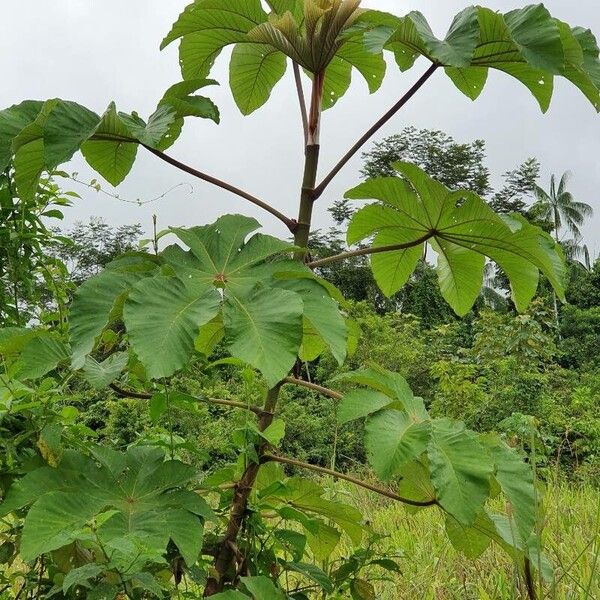 Cecropia peltata Folla