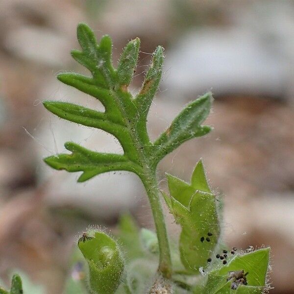 Teucrium botrys List