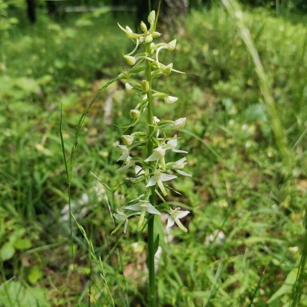 Platanthera bifolia Kvet