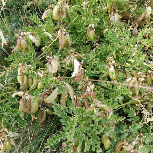 Astragalus penduliflorus Квітка